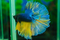 a blue and yellow siamese fish in an aquarium