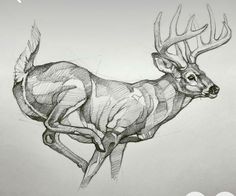 a pencil drawing of a deer running