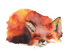 a watercolor painting of a sleeping fox