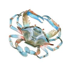 a blue crab is shown in watercolor and ink on white paper, it looks like he