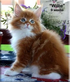 an orange and white cat sitting on top of a table next to a flower pot