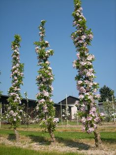 some very pretty flowers growing on the trees in front of a building with a blue sky behind them