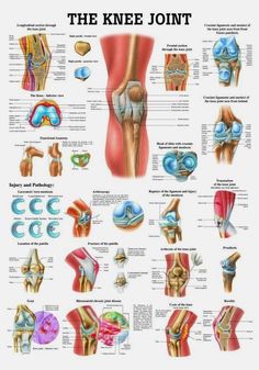 The Knee Joint #medschool #doctor #medicalstudent #medicalschool #resources #step1 #study #inspiration #school #tips Applied Kinesiology, Joints Anatomy, Anatomy Chart, Physical Therapist Assistant, Muscle Abdominal, Knee Exercises