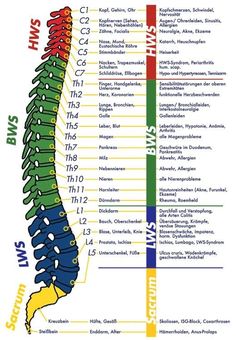 Health Symbol, Spine Health, Muscle Anatomy, Medical Anatomy, Anatomy And Physiology, Beauty Basics, Acupressure