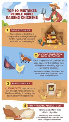 an info sheet describing the benefits of raising chickens