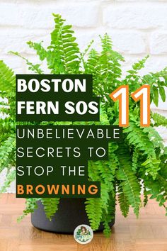 Boston Fern Care - boston fern leaves turning brown |  why is my boston fern turning brown | boston fern turning brown -Boston fern browning leaves -
Causes of Boston fern brown fronds -
Treating brown tips on Boston fern -
Reviving a brown Boston fern -
Solutions for Boston fern browning -
Preventing Boston fern from turning brown -
Fixing brown leaf issues in Boston ferns -
Boston fern care for brown spots -
Reasons behind Boston fern discoloration -
Restoring health to brown Boston fern - Cat Safe Plants