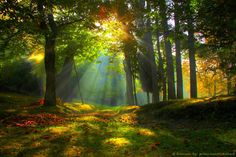 sunlight shining through the trees in a forest