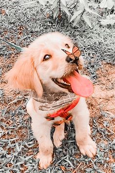 a dog with a butterfly on its nose sitting in the grass and holding a frisbee