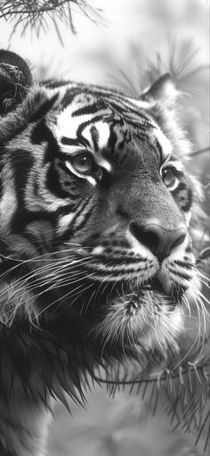 a black and white photo of a tiger's face with pine needles in the foreground