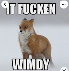 an image of a fox in the snow with caption that reads it fockn wmdy