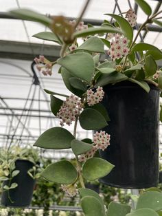 the flowers are blooming in the potted planter's garden area at the greenhouse