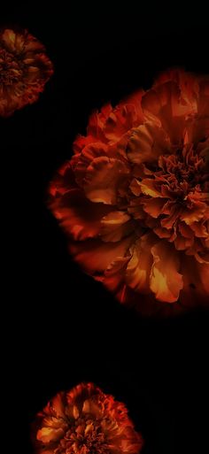 Dark wallpaper, flower wallpaper Marigold Wallpaper Iphone Wallpapers, Moody Flowers Aesthetic, Dark Flower Photography, Glowing Flowers Wallpaper, Edgy Wallpaper Aesthetic Iphone, Flower With Black Background Wallpaper, Fall Flower Wallpaper, Dark Autumn Wallpaper, Wallpaper Backgrounds Orange