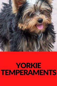 the yorkie dog is standing in front of a green sign