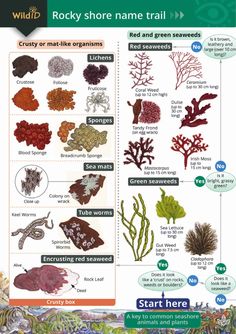 the different types of seaweed and corals are shown in this poster, which includes information