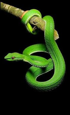 a green snake is curled up on a branch