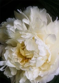 a large white flower with water droplets on it's petals