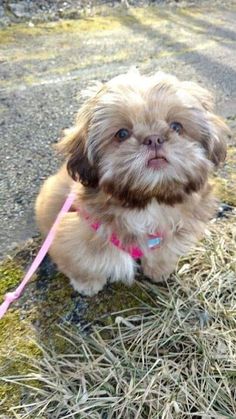 a small brown and white dog sitting on top of grass next to a pink leash