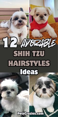 Image showcases 12 adorable Shih Tzu hairstyles, each capturing the playful and charming essence of this beloved breed. The text "12 Adorable Shih Tzu Hairstyles Ideas" is prominently displayed, blending seamlessly with the images. Featured styles include a mix of short cuts, fluffy looks, and stylish long hairstyles, all highlighting the unique characteristics of Shih Tzu. Yorkie Shih Tzu Mix Puppies, Shitzu Puppy Haircut, Shih Tzu Winter Haircuts, Shiranian Haircut, Cute Shitzu Haircuts, Imperial Shih Tzu Haircuts, Teddy Bear Grooming Styles, Shitzu Haircuts Boy Shih Tzus, How To Groom A Shih Tzu At Home