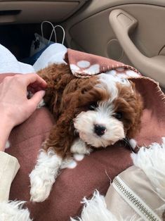 a small brown and white dog laying on top of a blanket in the back seat of a car