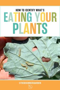 What's Eating Your Plants Pill Bug, Flea Beetles, Bad Bugs, Integrated Pest Management, Natural Pesticides, Organic Pest Control, Garden Insects, Beneficial Insects