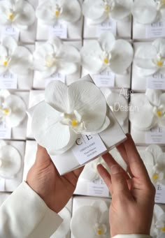 a person holding up a white flower in front of a wall of cards with flowers on them