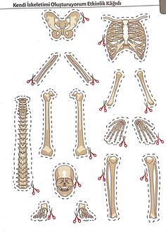 the skeleton and bones are labeled in red