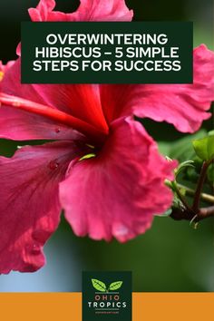 a pink flower with the title overwintering hibiscus - simple steps for success