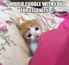 an orange and white cat peeking out from under the covers on a bed with pink sheets