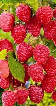 raspberries growing on the tree with green leaves