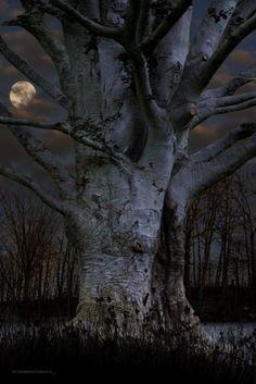 a tree with a window in it at night