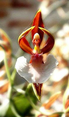 a close up of a flower with leaves in the background