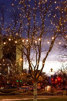 a tree with lights hanging from it's branches