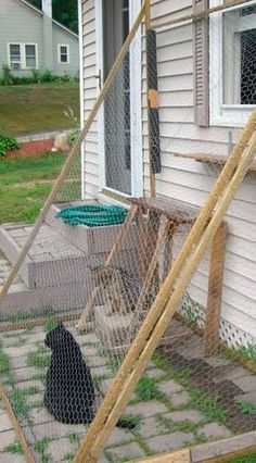 a black dog standing in front of a chicken coop on the side of a house