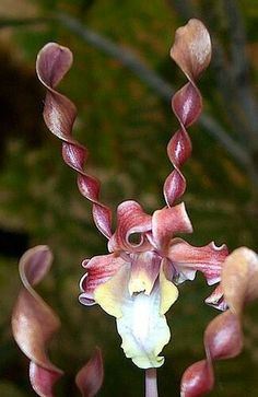 an orchid with pink and white flowers on it