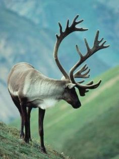 an animal with large antlers standing on top of a grass covered hill in the mountains