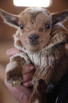 a small goat in a sweater being held by someone