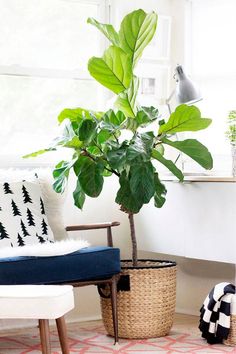 a potted plant sitting on top of a wooden table next to a white chair