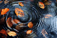 autumn leaves floating in water with ripples