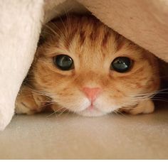 an orange cat peeking out from under a blanket