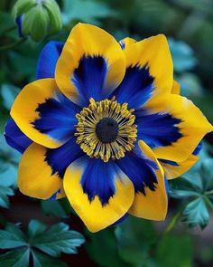 a blue and yellow flower with green leaves