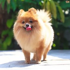 a small brown dog standing on top of a wooden floor next to green plants and trees