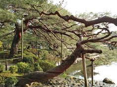 a tree that is leaning over some rocks