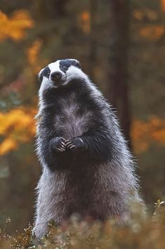 a badger standing on its hind legs in the woods