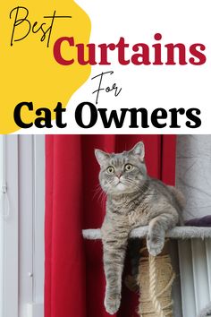 a cat sitting on top of a scratching post with the caption best curtains for cat owners