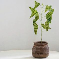 a potted plant sitting on top of a white table next to a vase filled with leaves