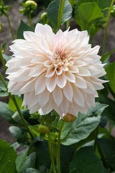 a large white flower with green leaves around it