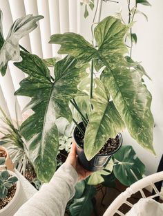 a person holding a potted plant in their hand