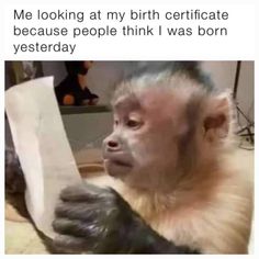 a monkey holding a piece of paper in its hand with the caption me looking at my birth certificate because people think i was born