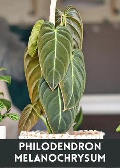 a close up of a plant with the words philodendron melanocryst on it