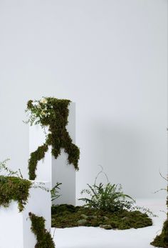 moss growing on the sides of three white pedestals in front of a white wall